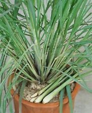 Citronella erba limone usato  Reggio Calabria