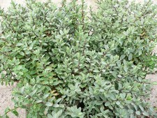 Hebe pinguifolia pagei for sale  STOKE-ON-TRENT