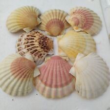 100 capesante spedgratuitaconc usato  Manduria