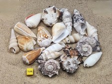 Shells hermit crabs for sale  REDRUTH
