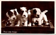 Three little scamps for sale  DERBY