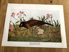 Common myna 1924 for sale  FORDINGBRIDGE