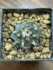 Turbinicarpus swobodae ho016 usato  Valdastico