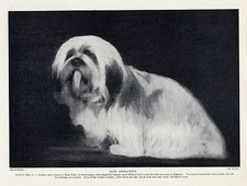 LHASA APSO ATRAENTE CADELA VELHA DÉCADA DE 1930 ESTAMPA ORIGINAL DE CACHORRO comprar usado LHASA APSO ATRAENTE CADELA VELHA DÉCADA DE 1930 ESTAMPA ORIGINAL DE CACHORRO comprar usado  Enviando para Brazil