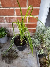 Umbrella plant cyperus for sale  SOUTHAMPTON
