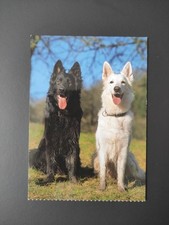 Weißer schwarzer schäferhund gebraucht kaufen  Borna