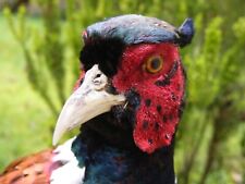Mounted male cock for sale  EXETER