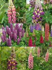 Stauden lupine prachtmischung gebraucht kaufen  Sollstedt