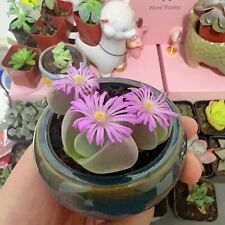 Live succulent plants for sale  Flushing