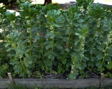 Broad windsor fava for sale  Deltona