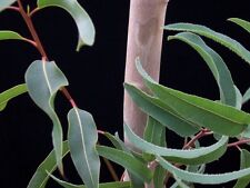 Eucalyptus citriodora lemon for sale  Elko