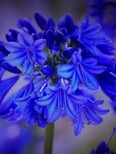 agapanthus for sale agapanthus for sale SOUTHAMPTON