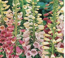 Foxglove digitalis purpurea for sale  WALLASEY