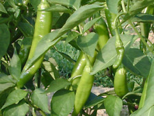 Vegetable hot chilli for sale  HIGH WYCOMBE