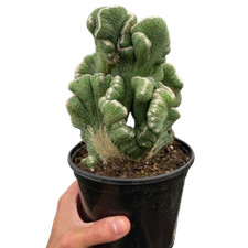 Succulent cereus coral for sale  Old Town