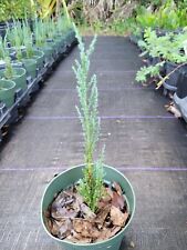 Skyrocket juniper pot for sale  Plant City