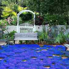 20000 magic blue for sale  West Palm Beach