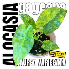 Alocasia gageana aurea gebraucht kaufen  Berlin