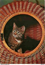 Animaux chats chat d'occasion  Fruges
