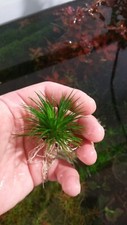 Eriocaulon sieboldianum live for sale  Bellerose