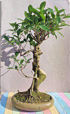 Bonsai ficus carmona gebraucht kaufen  Burglengenfeld