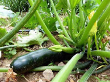 Graines courgette black d'occasion  Hénin-Beaumont