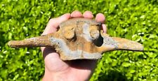 Usado, Fóssil Tylosaurus Mosasaur Vértebrae QUALIDADE MUSEU 7,1” Ossos de Dinossauro do Texas comprar usado  Enviando para Brazil