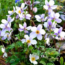 Anemone wild swan for sale  UK