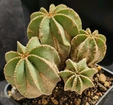 Aztekium hintonii multiheads usato  Baranzate