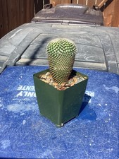 Rare dividing mammillaria d'occasion  Expédié en Belgium
