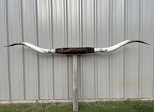 Mounted steer horns for sale  Los Angeles