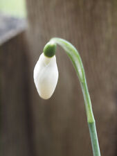 Galanthus anglesey orange for sale  UK