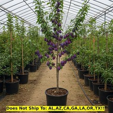 Methley plum tree for sale  Vero Beach
