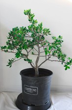 Cork bark oak for sale  Lakewood