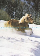 D193776 haflinger prenzel for sale  WARLINGHAM