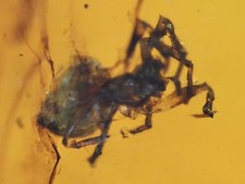 Araneae araneida genuine for sale  WALSALL