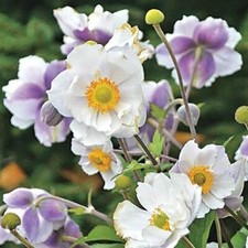 Anemone ruffled swan for sale  BELPER
