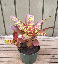 Neoregelia guacamole rare for sale  Homestead