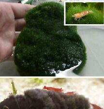 Algenmatte fischfutter steine gebraucht kaufen  Kaiserslautern