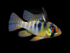 German ram cichlids for sale  WOKING