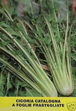 1000 SEMI DI CICORIA CATALOGNA A FOGLIA FRASTAGLIATA-CICORIA ASPARAGO-PUNTARELLE na sprzedaż  Wysyłka do Poland