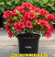 Red ruffles azalea for sale  Lloyd