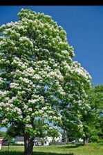 catalpa d'occasion catalpa d'occasion Expédié en Belgium