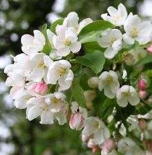 Siberian crab apple for sale  Elko