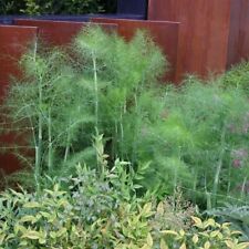 fennel for sale  NEWPORT