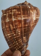 Curiosité taxidermie coquilla d'occasion  Montpellier-