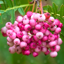 Sorbus vilmorinii vilmorin for sale  UK