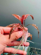 Crypt pink flamingo for sale  Houston