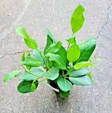 Ficus audrey fiddle for sale  Webster