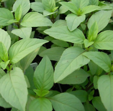 garden lime for sale garden lime for sale Berwyn